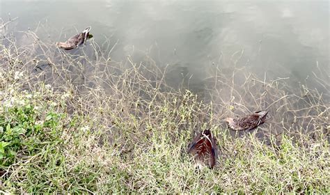 鳥類死亡處理